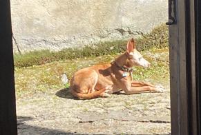Vermisstmeldung Hund  Männliche , 9 jahre Rugando Spanien
