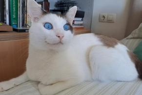 Vermisstmeldung Katze  Männliche , 4 jahre Pontevedra Spanien