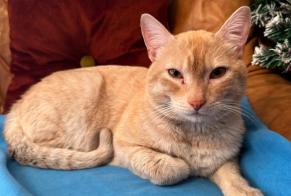 Fundmeldung Katze Männliche León Spanien