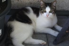 Disappearance alert Cat miscegenation Male , 5 years La Grande-Béroche Switzerland