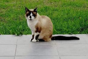 Disappearance alert Cat miscegenation Female , 7 years Damgan France