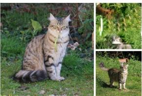 Disappearance alert Cat Female , 5 years Prunay-le-Gillon France