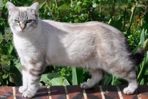 Disappearance alert Cat  Female , 3 years Tremblay-les-Villages France