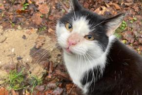 Discovery alert Cat miscegenation Unknown , 6 years Fernelmont Belgium