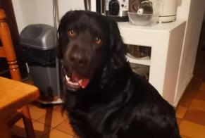 Discovery alert Dog Male Bellecombe-en-Bauges France