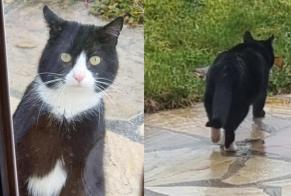 Discovery alert Cat Unknown Le Locle Switzerland
