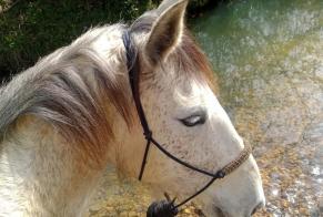 Disappearance alert Horse Female , 2024 years Buros France