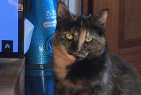 Disappearance alert Cat  Female , 1 years Nantes France