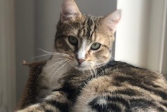 Disappearance alert Cat miscegenation Male , 4 years Nantes France