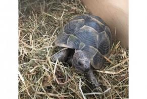 Discovery alert Tortoise Unknown Villars-sur-Glâne Switzerland