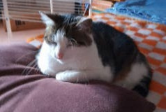 Disappearance alert Cat miscegenation Female , 14 years Roanne France