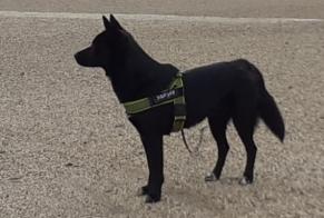 Disappearance alert Dog miscegenation Male , 3 years Fontenay-sous-Bois France