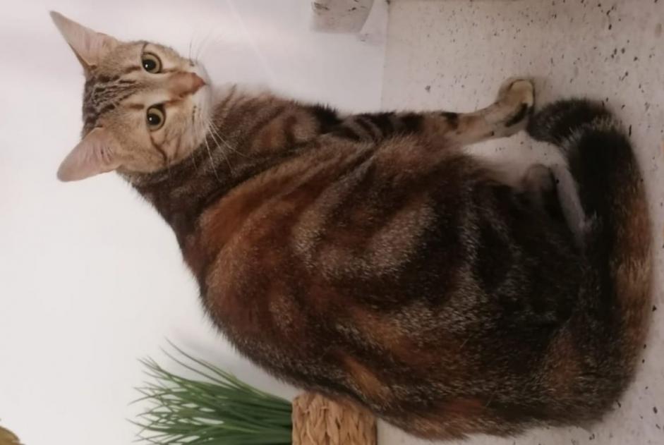 Disappearance alert Cat  Female , 3 years Limoges France