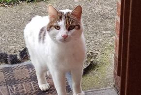 Discovery alert Cat miscegenation Female , 3 years Hénin-Beaumont France