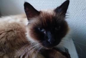 Discovery alert Cat  Male , 6 years Le Chay France