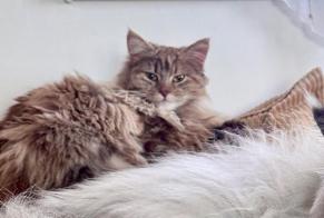 Disappearance alert Cat Female , 1 years Echallens Switzerland