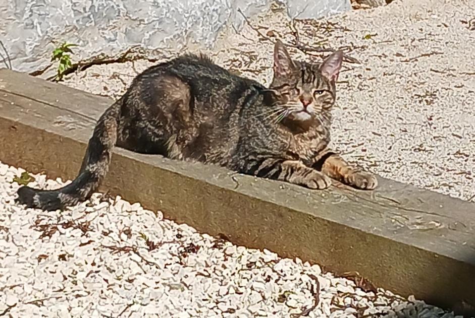 Disappearance alert Cat Female , 14 years Audincourt France