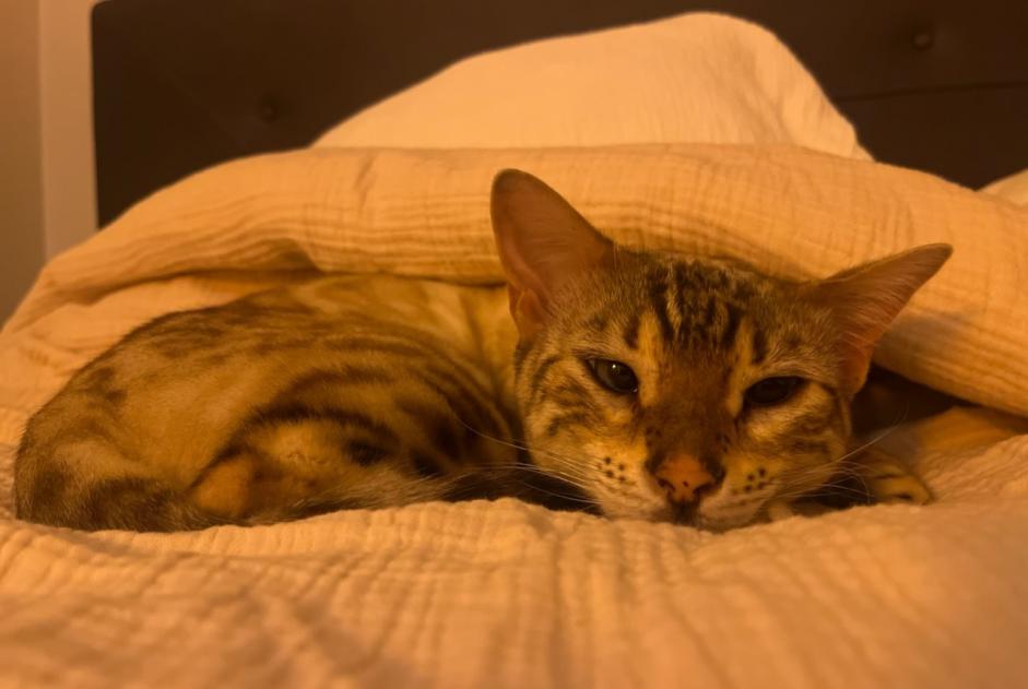 Disappearance alert Cat  Female , 3 years Saint-Cyr-au-Mont-d'Or France