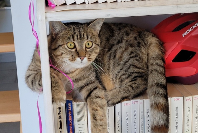 Disappearance alert Cat  Female , 3 years Saint-Hilaire-Cusson-la-Valmitte France