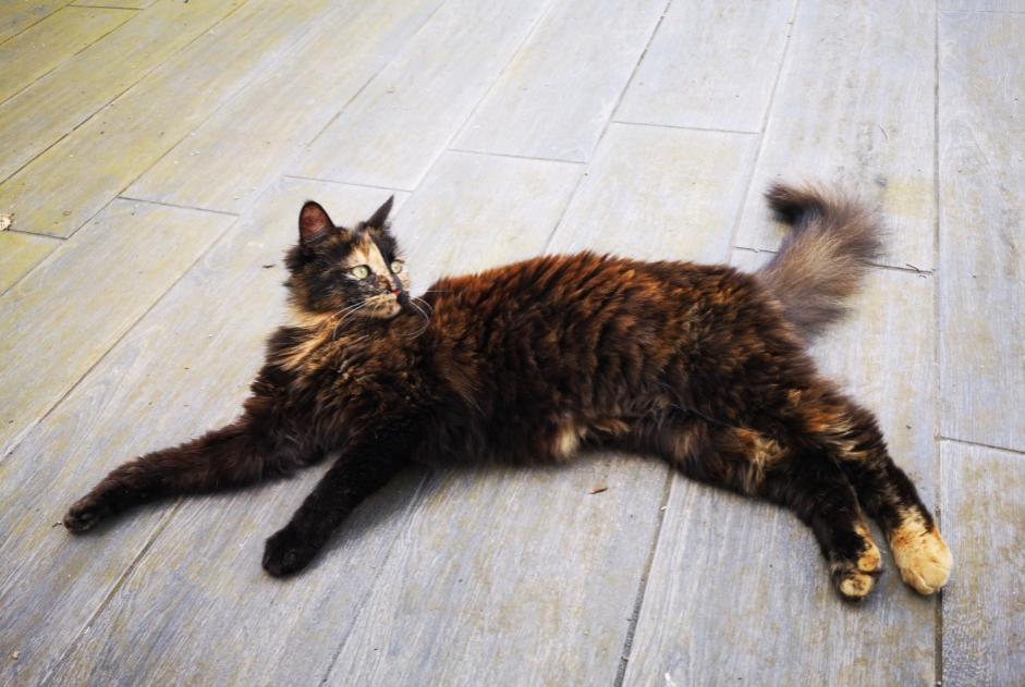 Disappearance alert Cat Female , 1 years Vallons-de-L'Erdre France