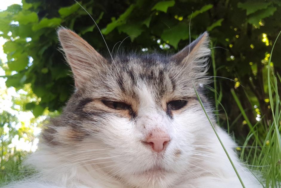 Disappearance alert Cat  Male , 11 years Orléans France