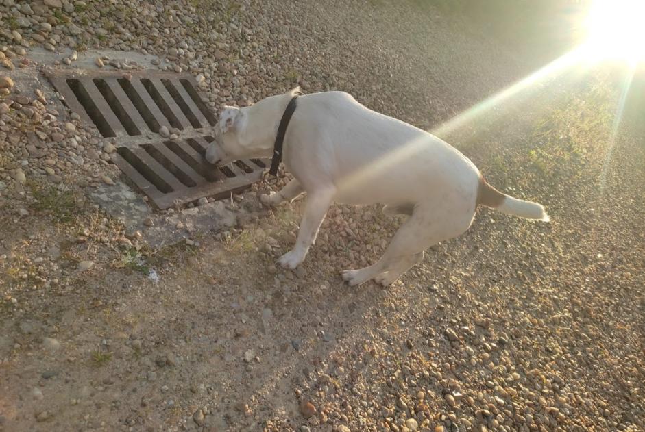 Discovery alert Dog Male Saint-Jean-de-la-Ruelle France