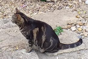 Disappearance alert Cat Female , 11 years Pont-l'Abbé France