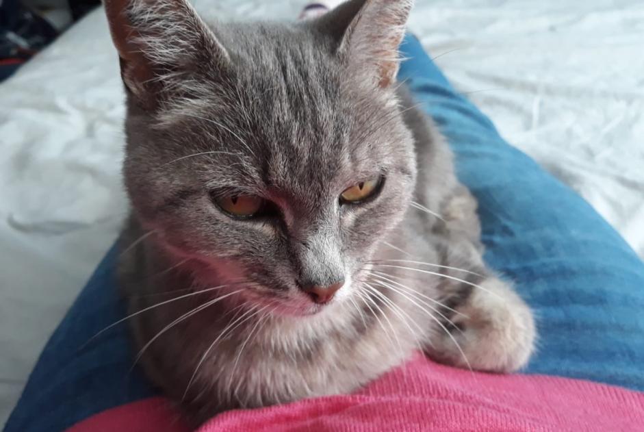 Disappearance alert Cat Female , 17 years Limoges France