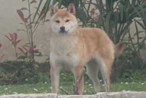 Disappearance alert Dog  Female , 1 years Panossas France