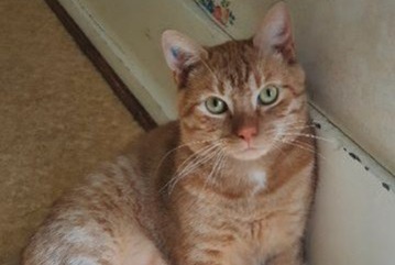 Disappearance alert Cat Male , 2 years Dardilly France