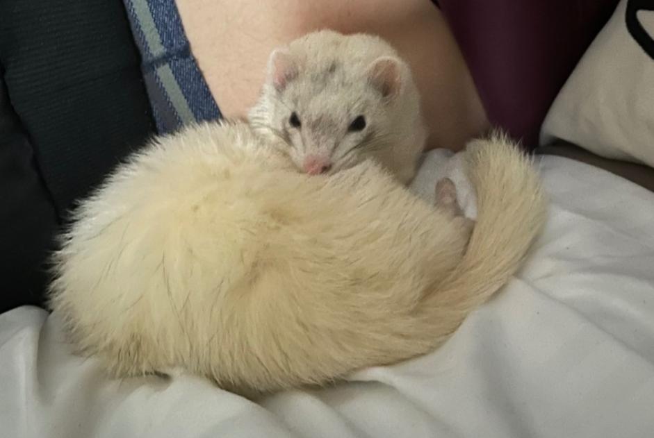 Disappearance alert Other ferret Female , 2024 years Scionzier France