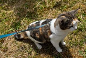 Disappearance alert Cat Female , 10 years Chabris France
