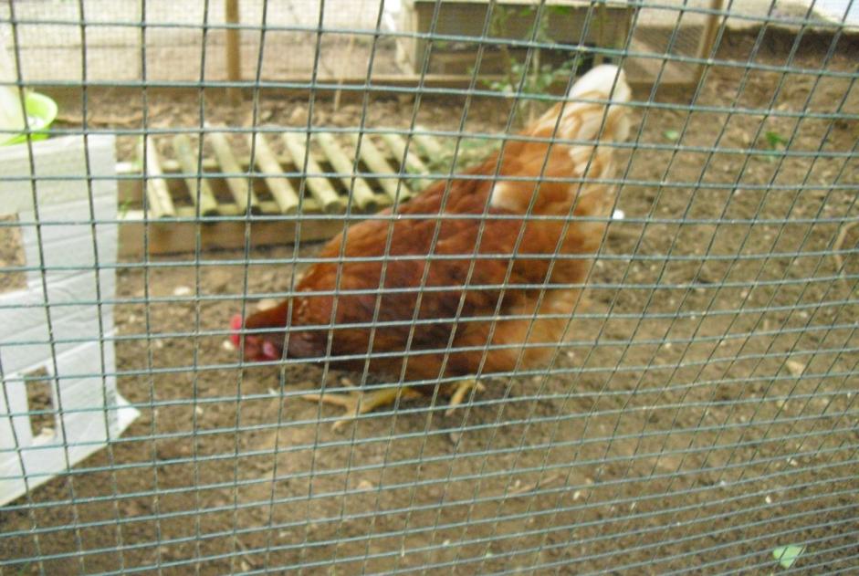 Discovery alert Bird Female Fourbanne France