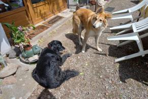 Discovery alert Dog miscegenation Male Belmont France