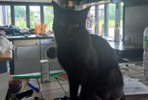 Disappearance alert Cat  Male , 2 years Val d'Orger France
