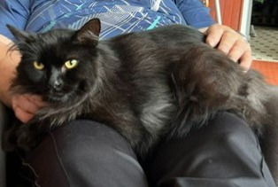 Disappearance alert Cat Male , 5 years Courchelettes France
