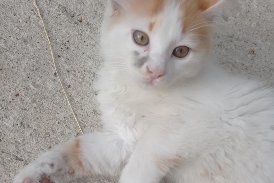 Discovery alert Cat Female , Between 4 and 6 months Saint-Denis-de-Pile France