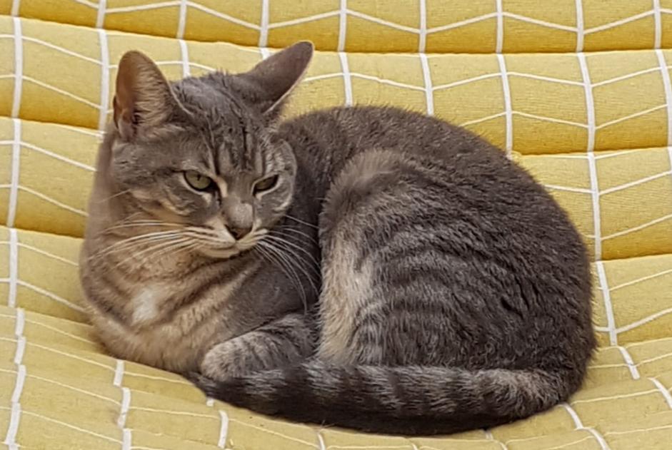 Disappearance alert Cat miscegenation Female , 7 years Saint-Amand-Montrond France