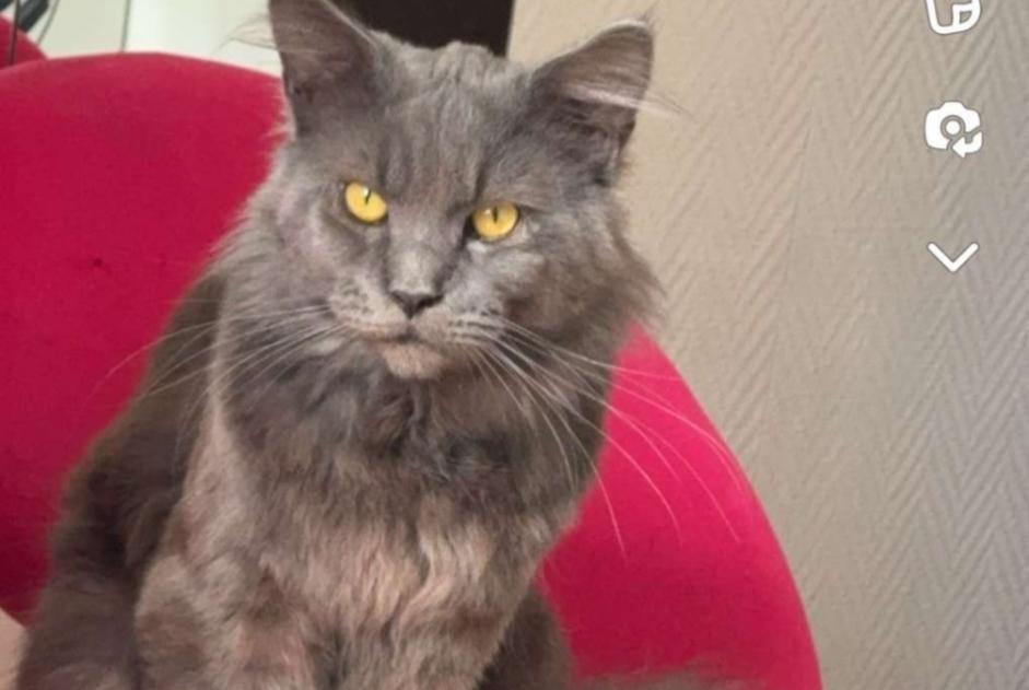 Disappearance alert Cat  Male , 1 years Denain France