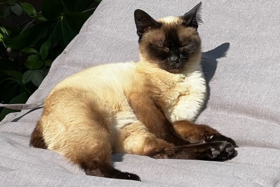 Disappearance alert Cat  Female , 15 years Pacy-sur-Eure France