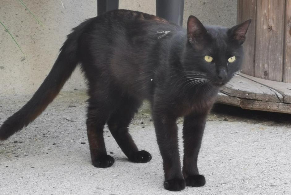 Discovery alert Cat Male , 2 years Tarbes France