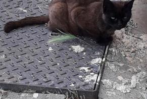 Discovery alert Cat Unknown Bourges France
