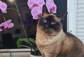 Disappearance alert Cat  Female , 1 years Aulnay-sous-Bois France