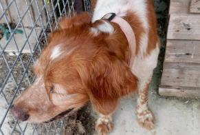 Discovery alert Dog  Male Montsenelle France