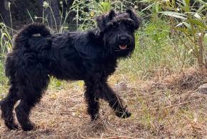 Disappearance alert Dog  Female , 1 years Portes France
