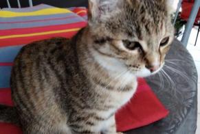 Disappearance alert Cat miscegenation Female , 1 years Créon France