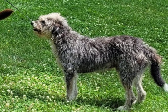 Disappearance alert Dog miscegenation Male , 5 years Cussy-en-Morvan France