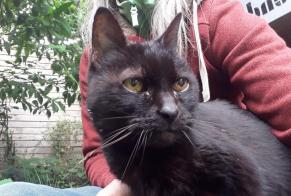 Discovery alert Cat miscegenation Female , 8 years Malansac France