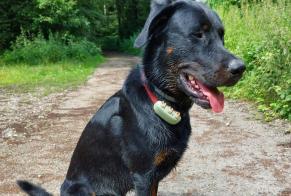 Discovery alert Dog miscegenation Unknown Bethoncourt France