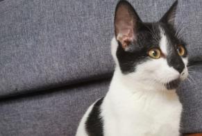 Disappearance alert Cat Female , 1 years Chessy France